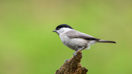 Obraz premium Marsh Tit sitting on a stick. Marsh Tit on a moss.