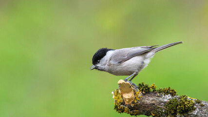 Marsh Tit sitting on a stick. Marsh Tit on a moss.