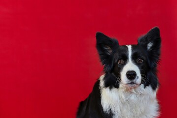 Portrait of Border Collie Isolated on Red. Head of Black and White Adorable Dog.