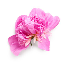Plucked peony flower isolated on white background