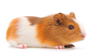 Guinea pig isolated.
