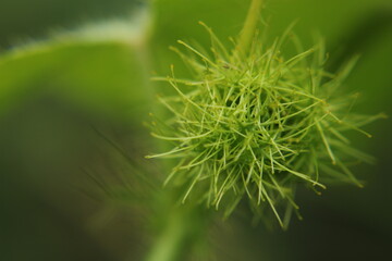 Close up of a wild shrub bud. 