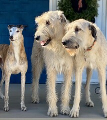 Fototapeta premium group of dogs