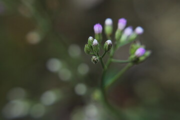 close up of a flower