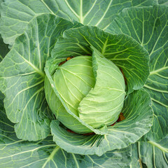 Fototapeta na wymiar Green cabbage head in the garden