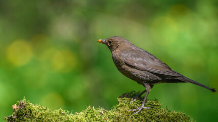 Common Blackbird on a branch