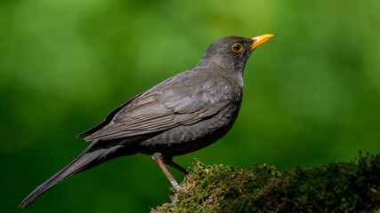 Common Blackbird on a branch