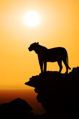 silhouette of a lion on a mountain at sunset