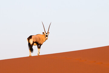 oryx antelope on a sand dune in namib desert