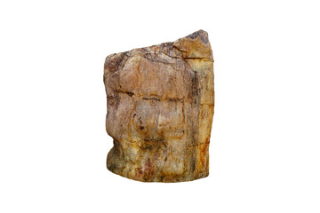 petrified wood rock isolated on white background with clipping path. Ancient wood  changed into stone by nature.