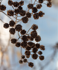 Sporek wiosenny  © artur