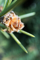 macro image of young brown pine cone and pine needles, change of seasons and waking up of nature
