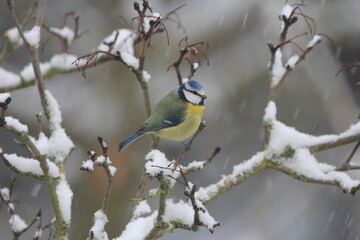 Fototapeta premium Mésange bleue