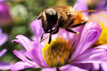 macro image of front view of bee on spring flower blossom picking up nectar,  summer time, wildlife, nature concept