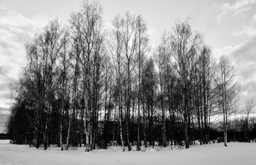 Birch tree at sun set 