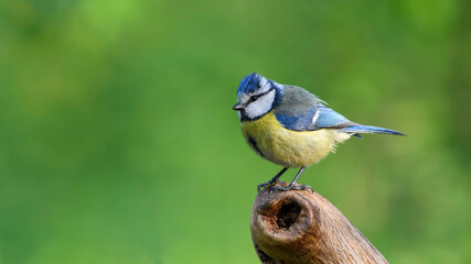 Eurasian Blue Tit sitting on the branch