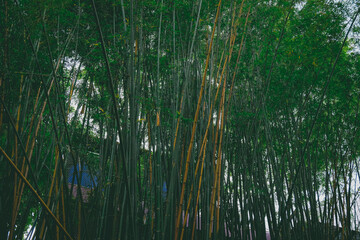 Fresh Bamboo forest plant on background.
