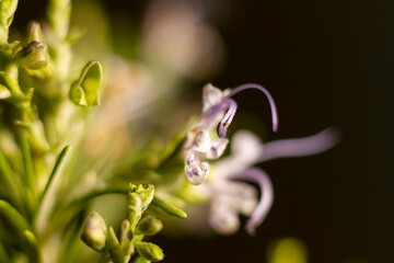 Rosemary flower with dark background. The rosemary flower is less than 0.5 cm in size and is purple...