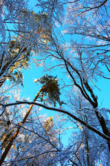 Snow covered treetops in a fairytale forest under beautiful clear day