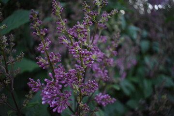 close-up of purple flowers with green leaves in the background