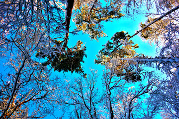 Snow covered treetops in a fairytale forest under beautiful clear day