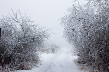 Fog vanishes distant view and snow covers path leading among trees. The feeling of coldness is in the air but the sun is rising. Trees in the forest on winter morning.