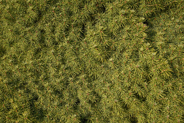 green conifer background