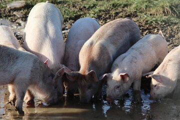 cute happy pigs, animals, farm, Germany
