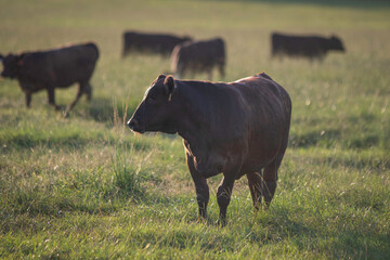 Angus cow backlit in lush field © jackienix