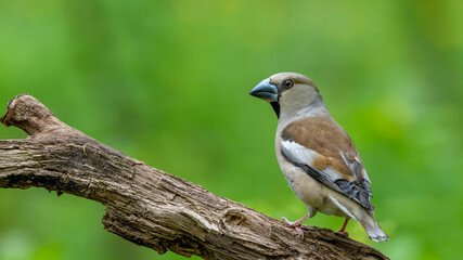 Hawfinch sitting on the branch.
