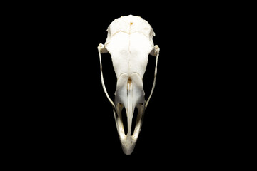 Front view of huge bird skull isolated on black. - 409944215
