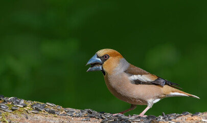 Hawfinch sitting on the branch.