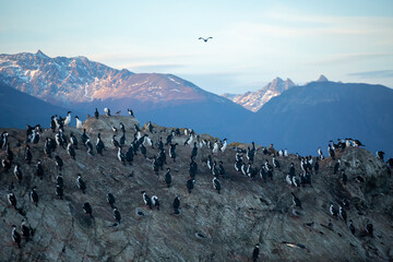 Penguin Islands in Argentine Patagonia