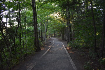 Fototapeta na wymiar walking trail through a forest with trees
