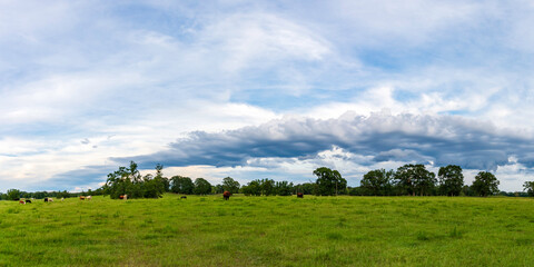 Wall cloud over a cow pasture