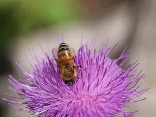 Honey bee  collecting nectar on the flower of milk thistle.