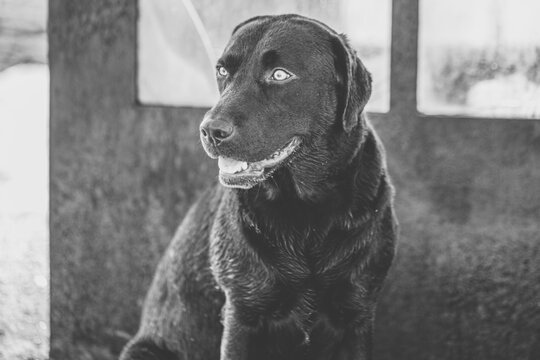 Black and white Labrador Retriever dog sitting calmly on street and looking away