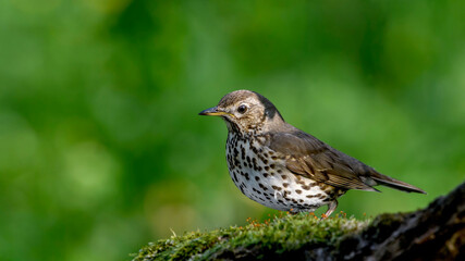 Song Thrush on a moss