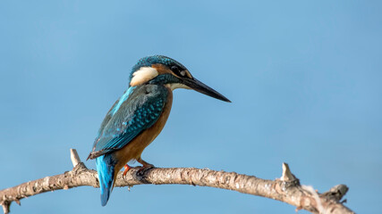 common kingfisher perched on branch
