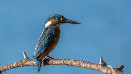common kingfisher perched on branch