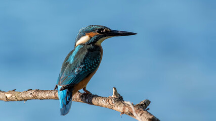 common kingfisher perched on branch