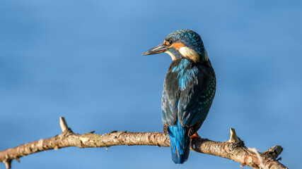 common kingfisher perched on branch