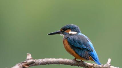 common kingfisher perched on branch