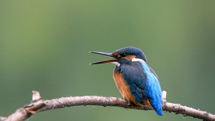 common kingfisher perched on branch