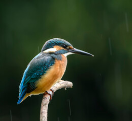 common kingfisher perched on branch