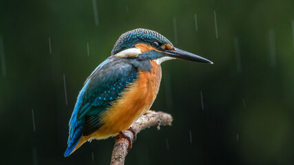 common kingfisher perched on branch
