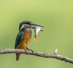 common kingfisher perched on branch