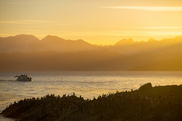 Obraz premium Penguin Islands in Argentine Patagonia