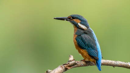 common kingfisher perched on branch