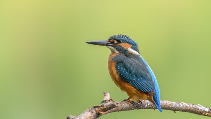 common kingfisher perched on branch